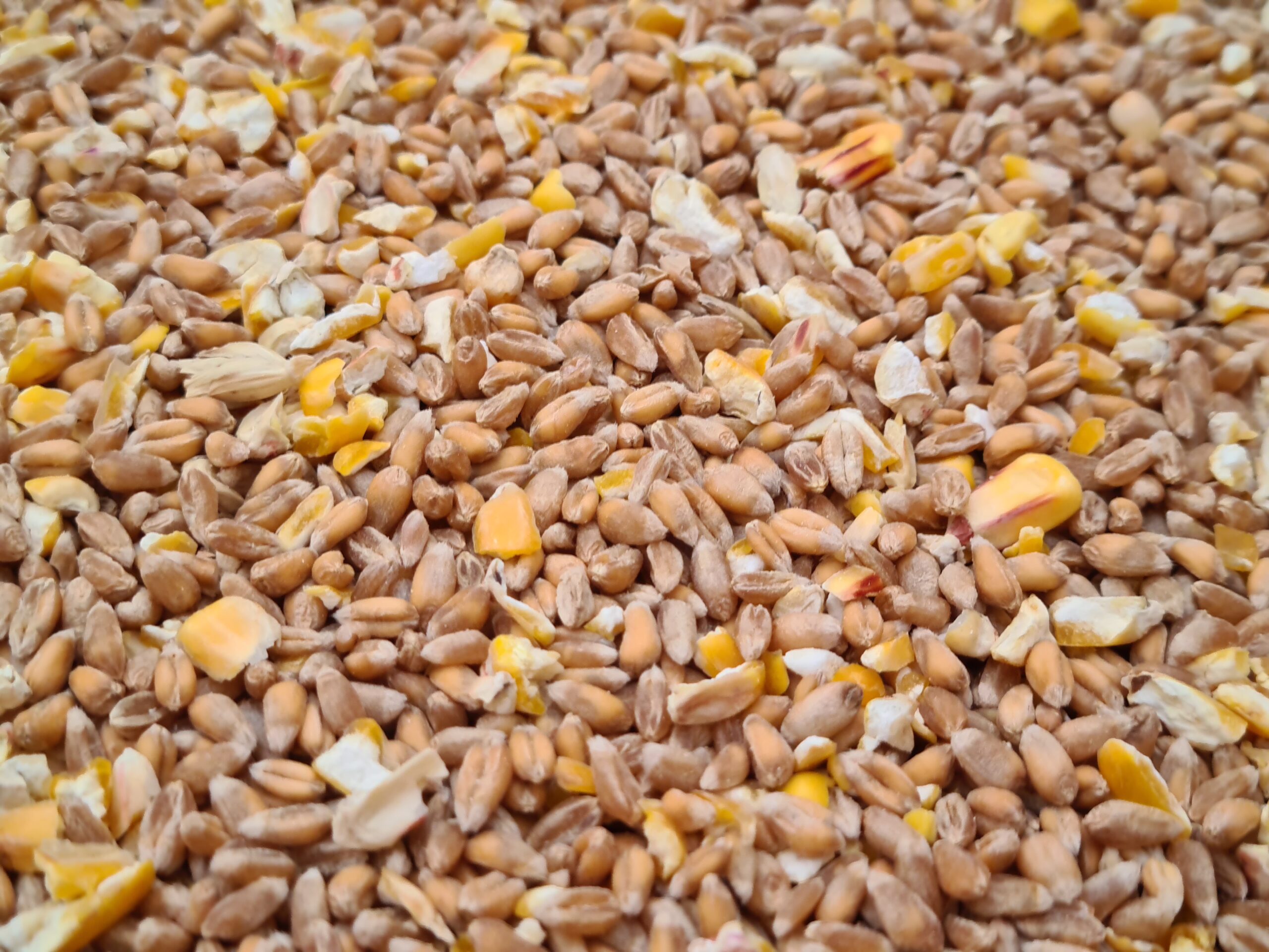 روسيا تواصل خفض ضريبة تصدير القمح.. وتترك الذرة دون تغيير للفترة من 3 إلى 9 يوليو