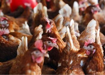 خاص| أحمد رمزي يكشف أسباب ارتفاع أسعار الدواجن الساسو عند 115 جنيه للكيلو