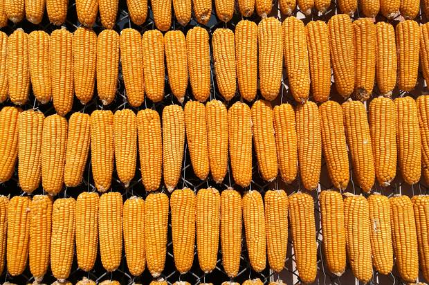 تنزانيا تحث مزارعي الذرة على الاهتمام بأسواق التصدير لتسويق محصولهم