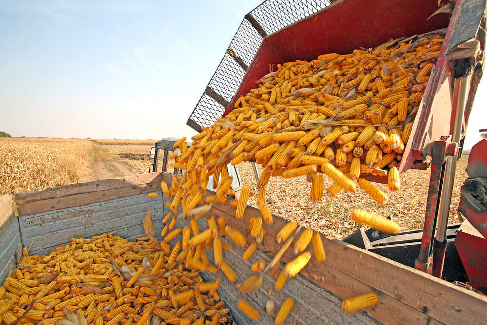 الاتحاد الروسي لمصدري الحبوب يحافظ على تقديراته لإنتاج الذرة عند 15.3 مليون طن هذا العام