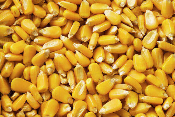 كوريا الجنوبية تتعاقد على شراء 68000 طن من الذرة بسعر 241.50 دولارًا أمريكيًا للطن