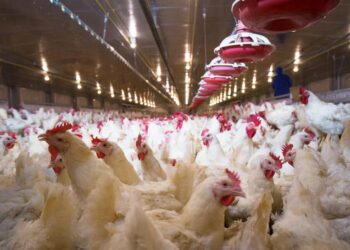 أسعار الدواجن والبيض والكتاكيت اليوم الأحد بالمزارع