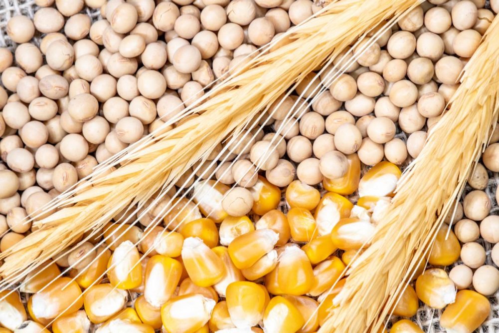 مجلس الحبوب الدولي: أسعار القمح والذرة وفول الصويا تستمر في الانخفاض خلال يونيو