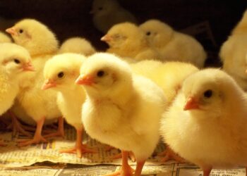 خاص| عياد: أسواق الكتاكيت تلقى رواجا ونشاطا مع اقتراب عيد الأضحى المبارك