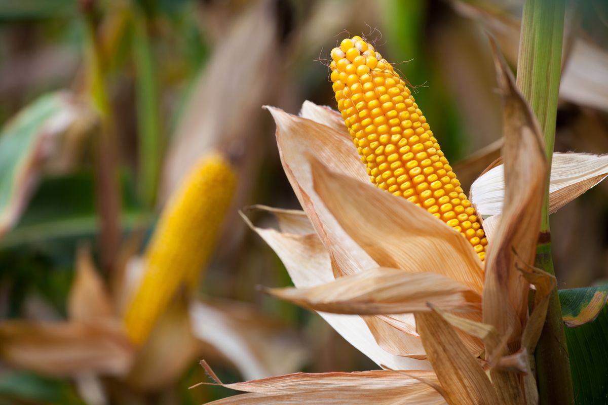 الزراعة الأمريكية: أسعار الذرة الهندية ستظل مرتفعة خلال الموسم الجديد