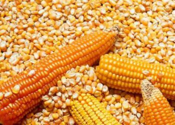 استيراد الذرة