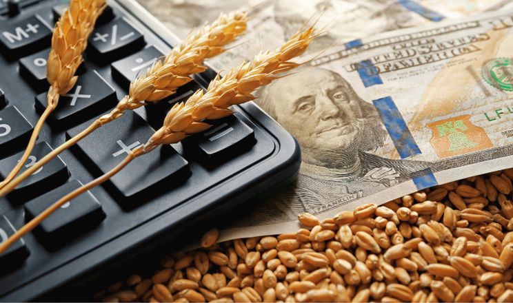 أسعار القمح في أوكرانيا تنمو بنسبة 25-30٪ في مايو