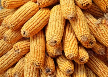 بورصة الحبوب| عقود الذرة ترتفع بعد انخفاض تصنيفات المحاصيل الأمريكية