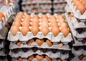خاص| خبير ببورصة بيض المائدة يكشف أسباب القفزة في الأسعار.. والكرتونة تسجل 153 جنيه بالمزرعة