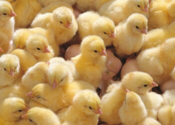 المنصورة للكتاكيت: متوسط سعر الكتكوت 20 جنيه.. وهذا هو الوضع خلال الأيام المقبلة