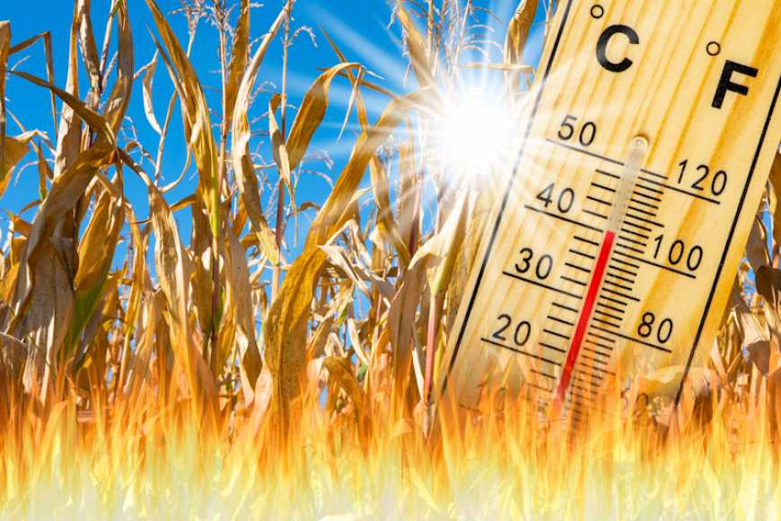 ارتفاع درجات الحرارة يعيق زراعة الذرة في الصين