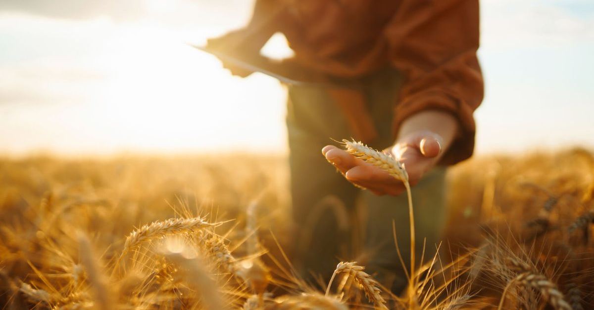 "مارس" تخفض توقعات إنتاج القمح والذرة في الاتحاد الأوروبي