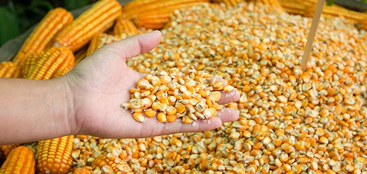 كوريا الجنوبية تشتري 66 ألف طن من الذرة بسعر 242.99 دولارًا للطن