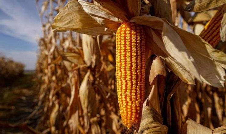 زامبيا تواجه نقصا حادا في الذرة بسبب الجفاف