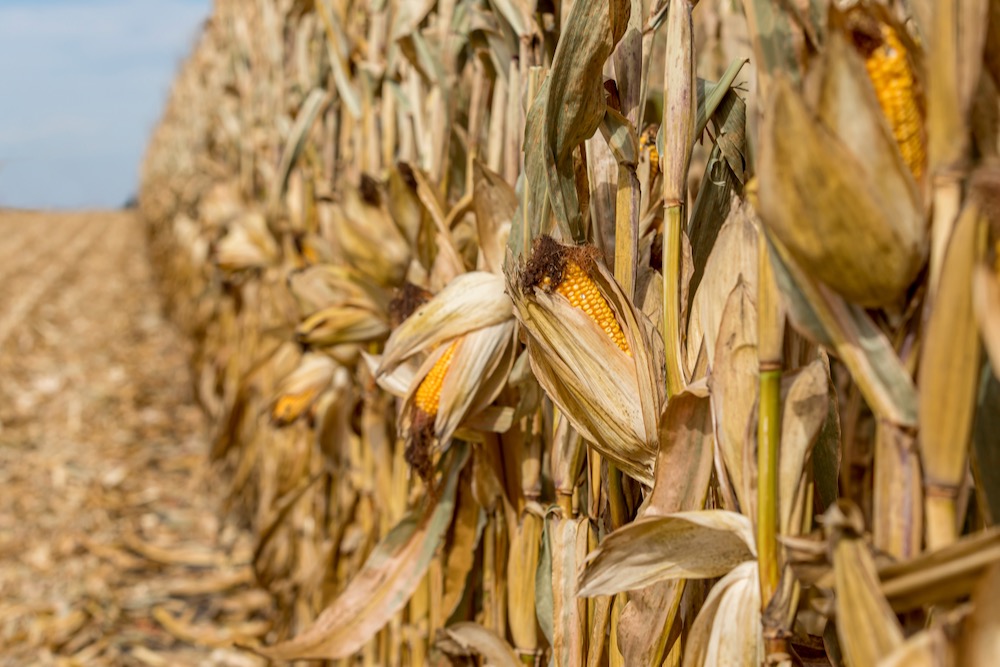 الجفاف الشديد يُجبر مزارعي الذرة في شرق الصين على تأخير الزراعة