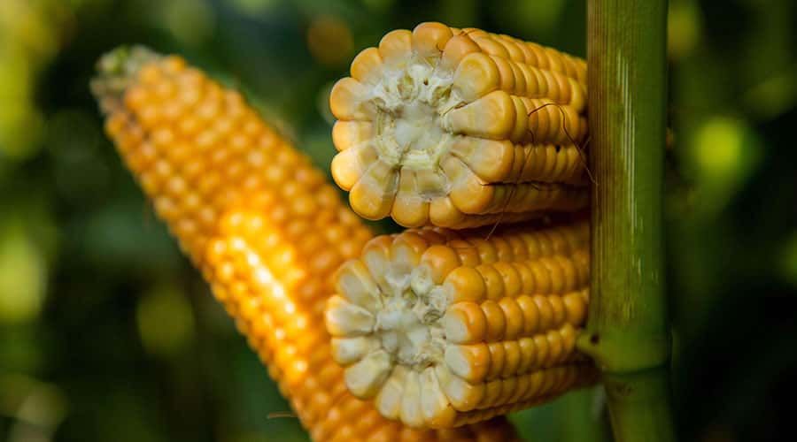 بورصة الحبوب| عقود الذرة تحشد قوتها عند الإغلاق وتنهي تعاملات الخميس بارتفاع على الرغم من تقرير وزارة الزراعة الأمريكية الهادئ