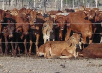 تاجر مواشي: تحسن نسبي في الأسواق رغم تراجع القوة الشرائية.. واستقرار أسعار الأضاحي