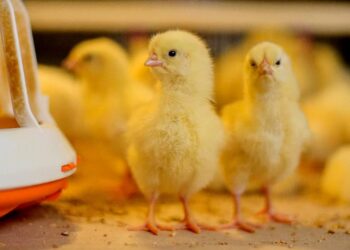 نيوجين تكشف لـ”قلم بيطري” الوضع في أسواق الكتاكيت.. وموعد الإنفراجة