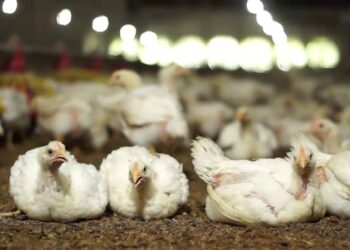 خاص| شعبة الدواجن تطالب ببورصة للفراخ لتحديد تكلفة الإنتاج وضبط الأسواق