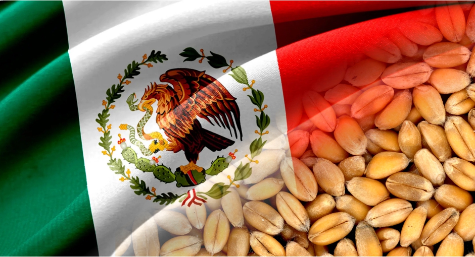 المكسيك تزيد وارداتها من الذرة والقمح رغم نمو المحاصيل