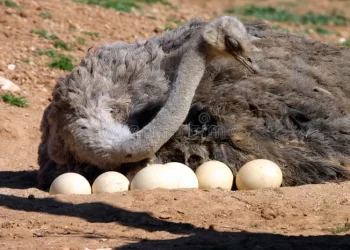 خاص| مُربي نعام: الركود يخيم على الأسواق واستقرار في الأسعار