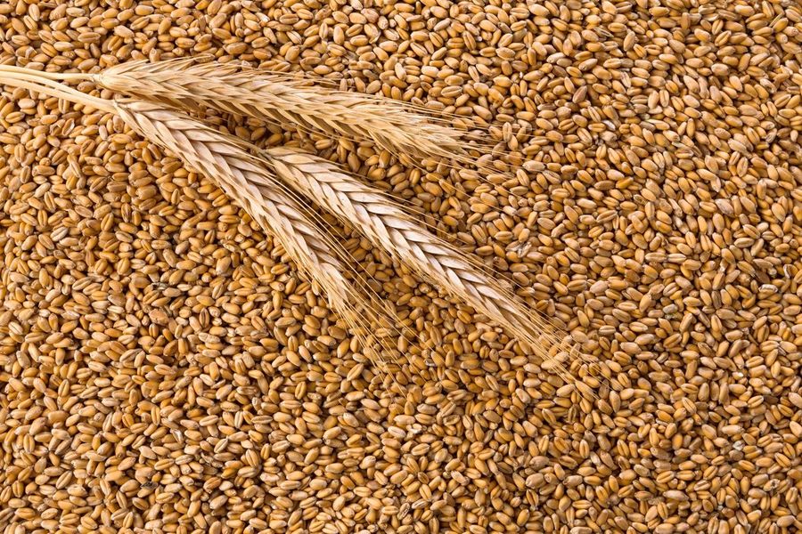 القمح يقفز بنسبة 1% بسبب مخاوف الإمدادات العالمية.. فول الصويا يسجل أدنى مستوياته خلال شهر واحد