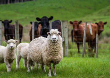 مربي: الجاموسي بـ150 جنيه والضأن البرقي بـ230.. الوضع في سوق المواشي والأغنام