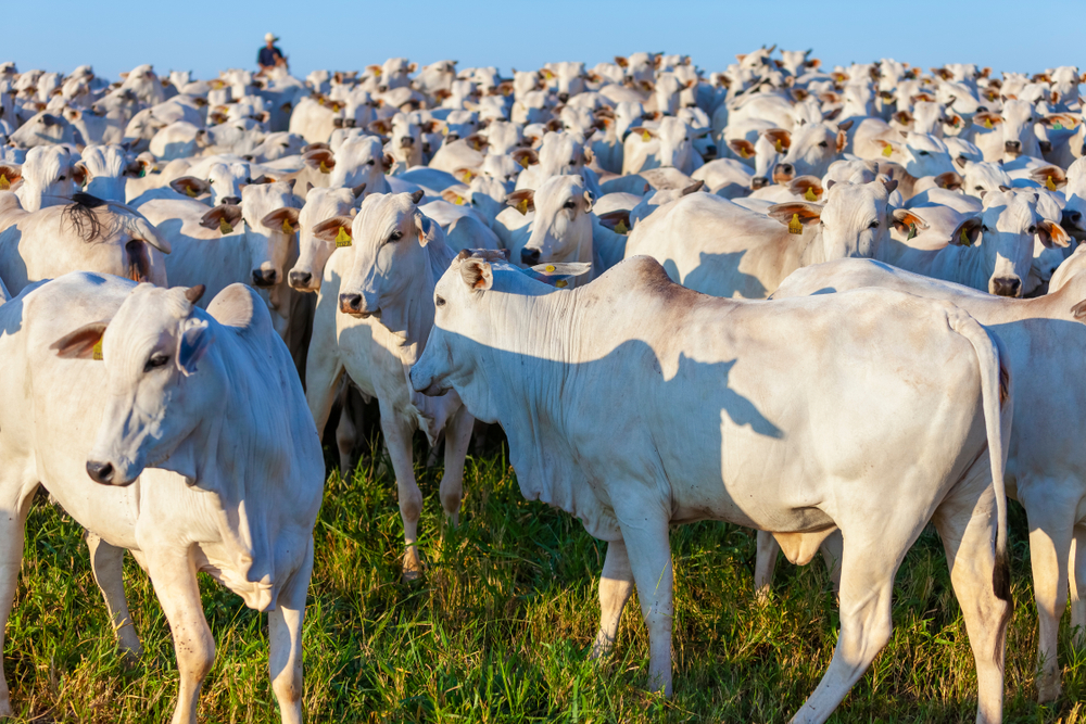 البرازيل تصدر 240.622 طنًا من لحوم البقر في مايو