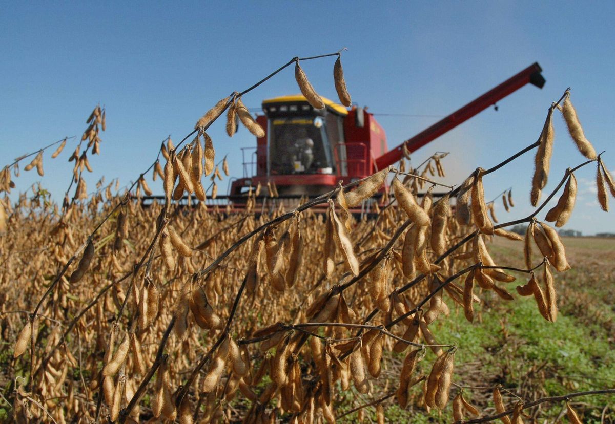 حصاد فول الصويا في الأرجنتين على وشك الانتهاء