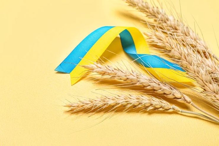 انخفاض صادرات الذرة والقمح الأوكرانية في مايو