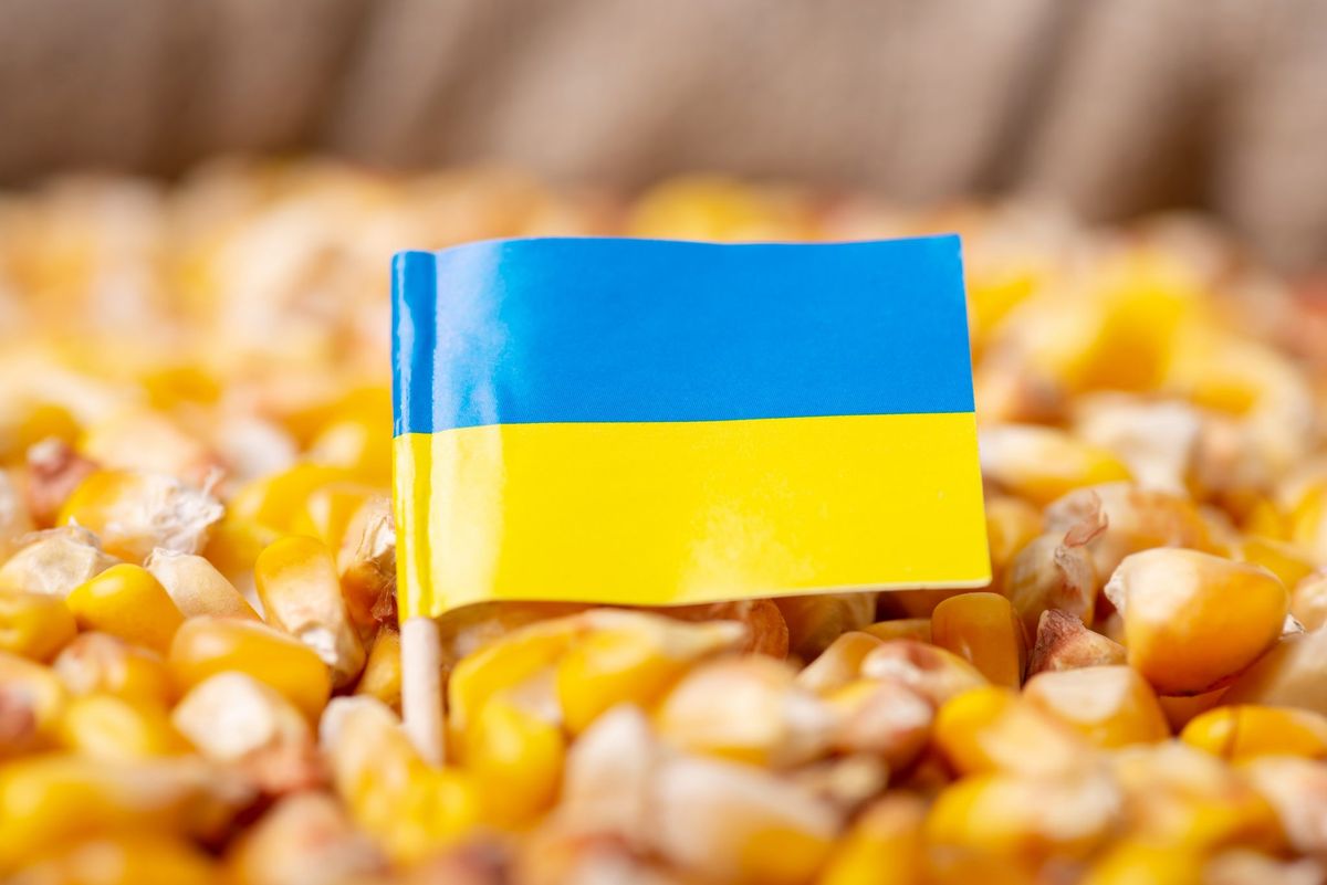 صادرات أوكرانيا من الذرة تتجاوز 28 مليون طن في الموسم الحالي