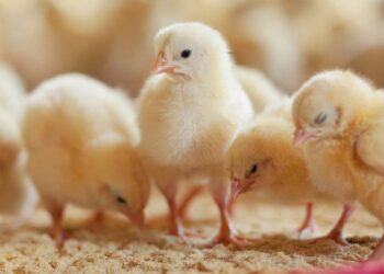 خاص| رشاد فتح الله : أسعار الكتاكيت ستعود للارتفاع بعد عيد الأضحى المبارك