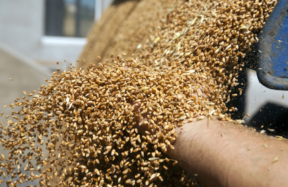 روسيا والهند تستعدان لإثارة تقلبات كبيرة في ميزان القمح العالمي