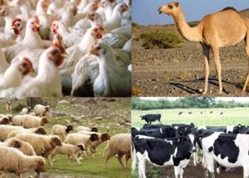  الثروة الحيوانية