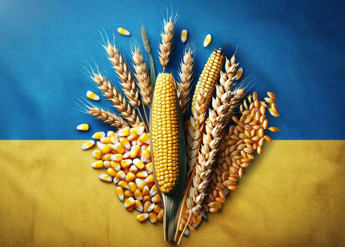 أوكرانيا تزيد توقعاتها لمحصول الحبوب لعام 2024 بنسبة 6.9% إلى 56 مليون طن