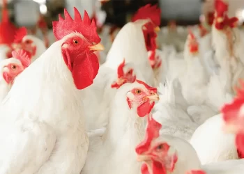 شعبة الدواجن