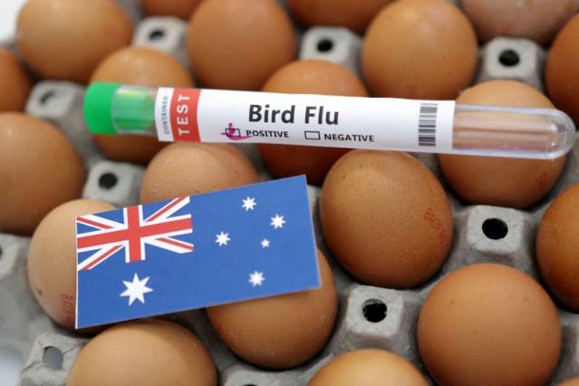 أنفلونزا الطيور تضرب مزرعة دواجن أسترالية جديدة في منطقة الحجر الصحي