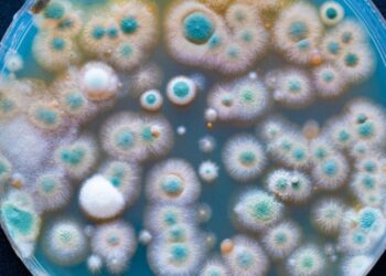 الميكروبات