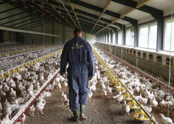 النيوكاسل بين الدواجن