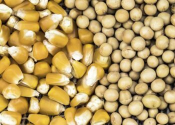 واردات مصر من الذرة وفول الصويا الأوكراني تسجل 3.874 مليون طن و956 ألف طن على التوالي