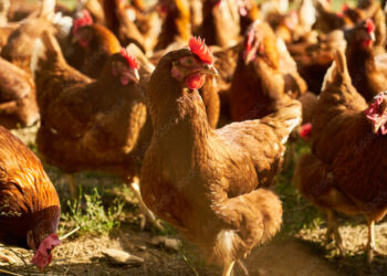 مسوق دواجن: أسعار الساسو بلغت الحد الأدنى ونتوقع الصعود الفترة المقبلة