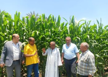 "الزراعة" تتفقد محصول الذرة بمحافظة الجيزة.. والحالة العامة ممتازة