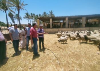 الزراعة تتفقد حظائر الإنتاج الحيواني لقطعان الجمال والأغنام والماعز وعنابر الدواجن بمحطة بحوث مريوط