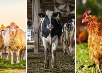 الزراعة تصدر 185 ترخيص لمشروعات الثروة الحيوانية والداجنة والعلفية خلال أسبوع