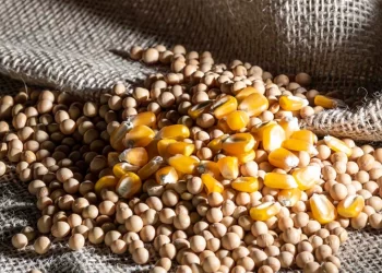 مستوردي خامات يكشف سيناريو صعود وهبوط الذرة والصويا في أسبوعين والأوكراني يعود لـ 10500 جنيه
