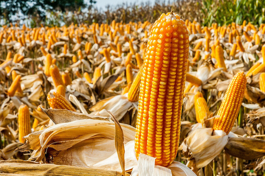 صادرات الذرة البرازيلية تتسارع مع فقدان موسم الصويا للزخم