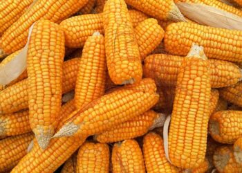 العقود الآجلة للذرة