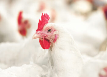 بعد استقرار الكيلو عند 70 جنيه.. منير السقا: الحالية مُرضية للمُنتج والمستهلك