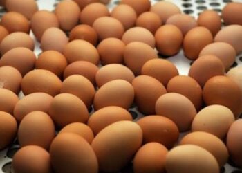 خاص| رشاد حمزة يكشف أسباب ارتفاع أسعار البيض والوضع خلال الفترة القادمة