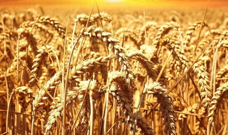 نمواً مذهلاً.. ارتفاع إنتاج سلطنة عمان من القمح بنسبة 300%